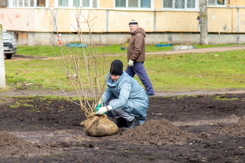 Проведена Всероссийская акция &quot;Сирень Победы&quot;.