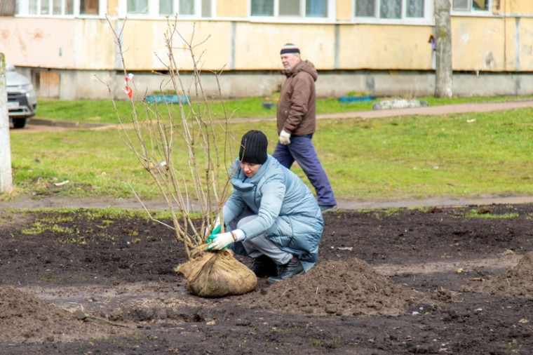 Проведена Всероссийская акция "Сирень Победы". Проведена Всероссийская акция "Сирень Победы".